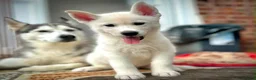Siberian Husky dogs for sale: Beautiful puppies  - Advert 13