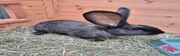 Continental Giant rabbits for sale: Giant Continental Rabbit  in Falkirk - Advert 1