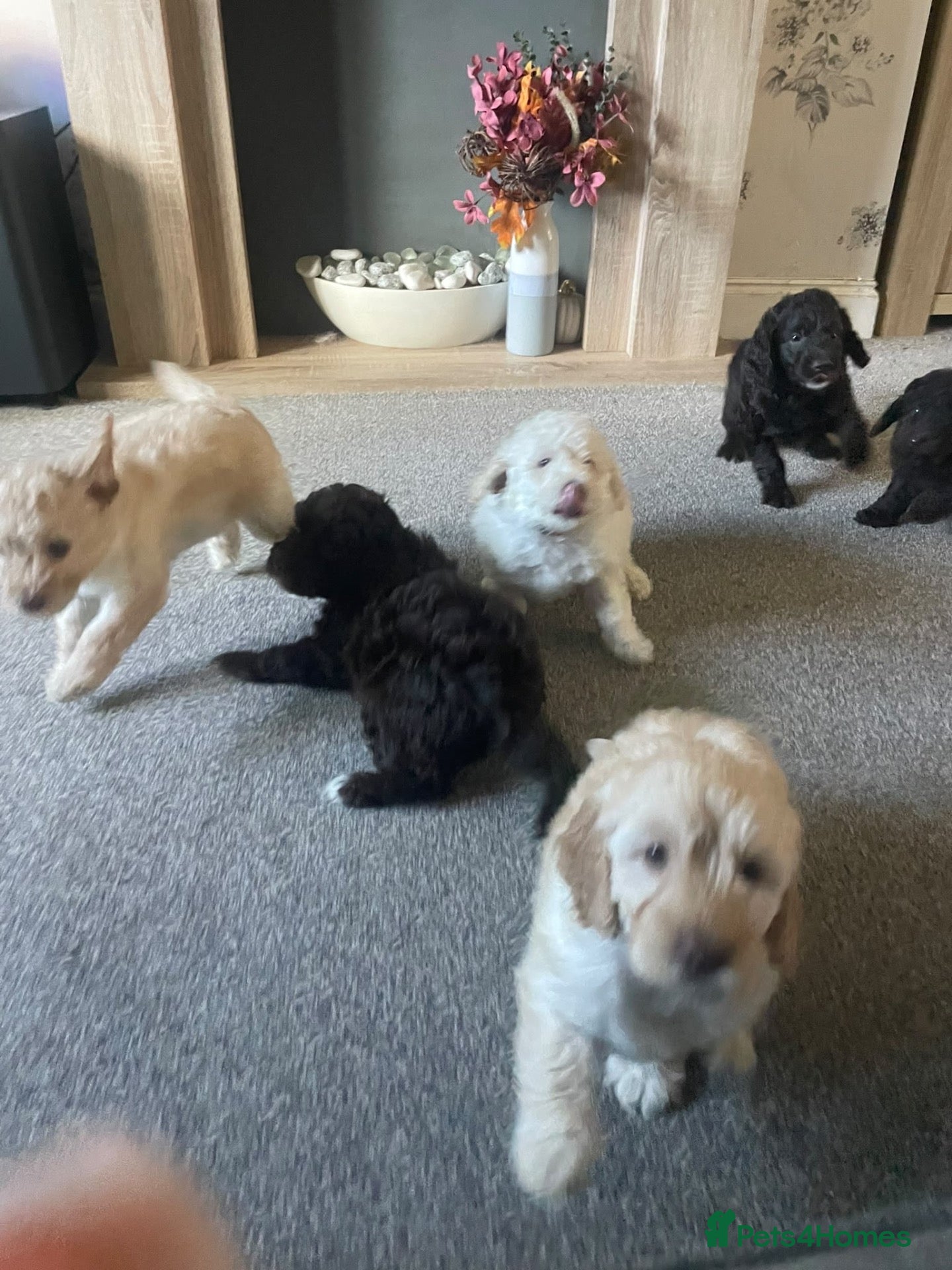 Labradoodle dogs for sale: ⭐️ READY NOW - F1b Miniature Labradoodles⭐️ - Advert 2