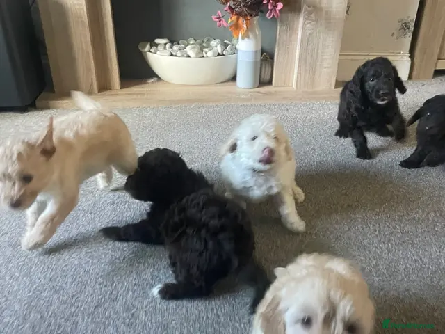 Labradoodle dogs for sale: ⭐️ READY NOW - F1b Miniature Labradoodles⭐️ - Advert 2
