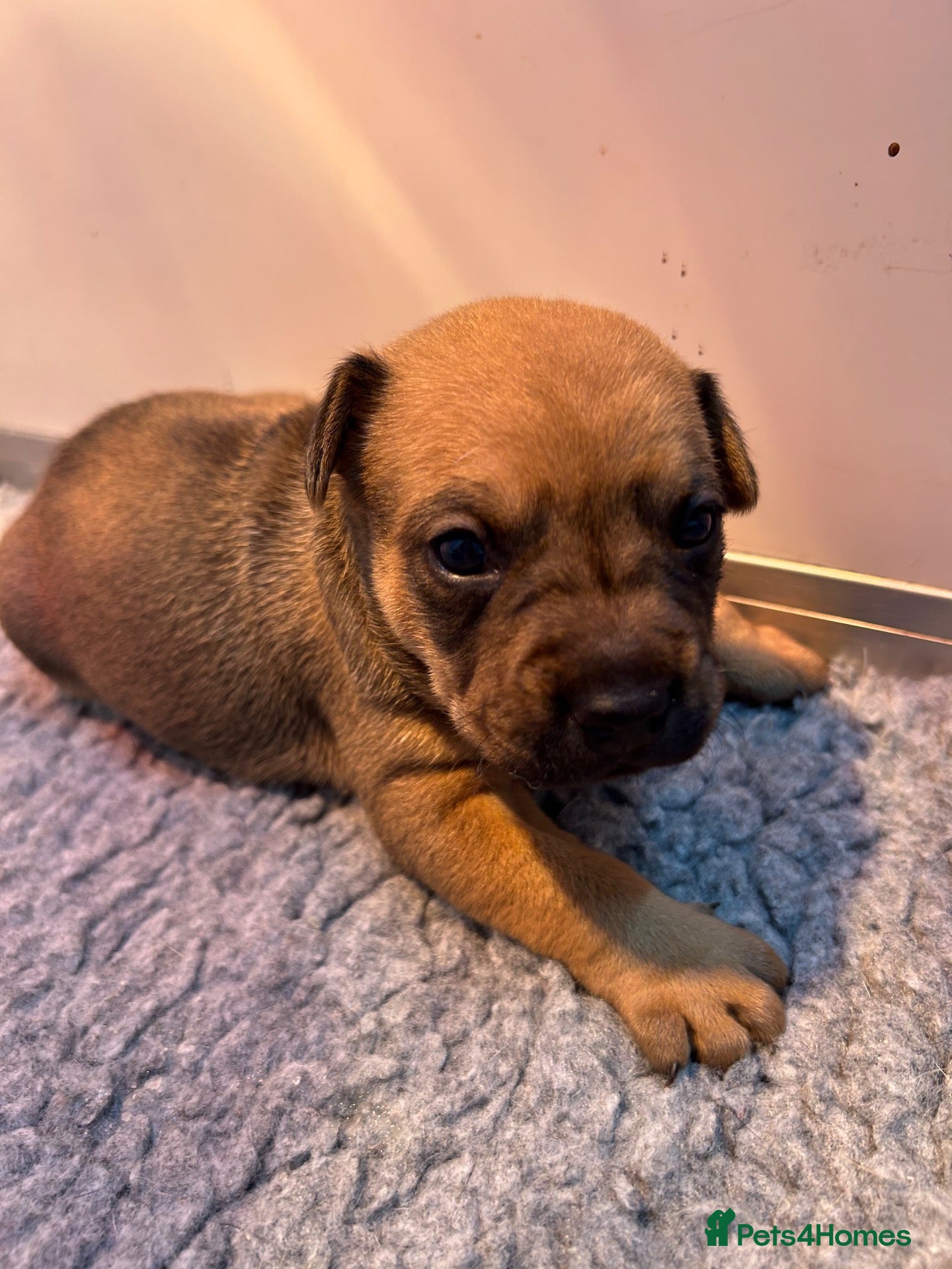 Mixed Breed dogs Jack x frenchie - Advert 3