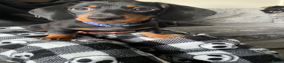 Miniature Dachshund Puppy 1