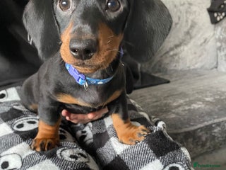 Miniature Dachshund dogs - Advert 2