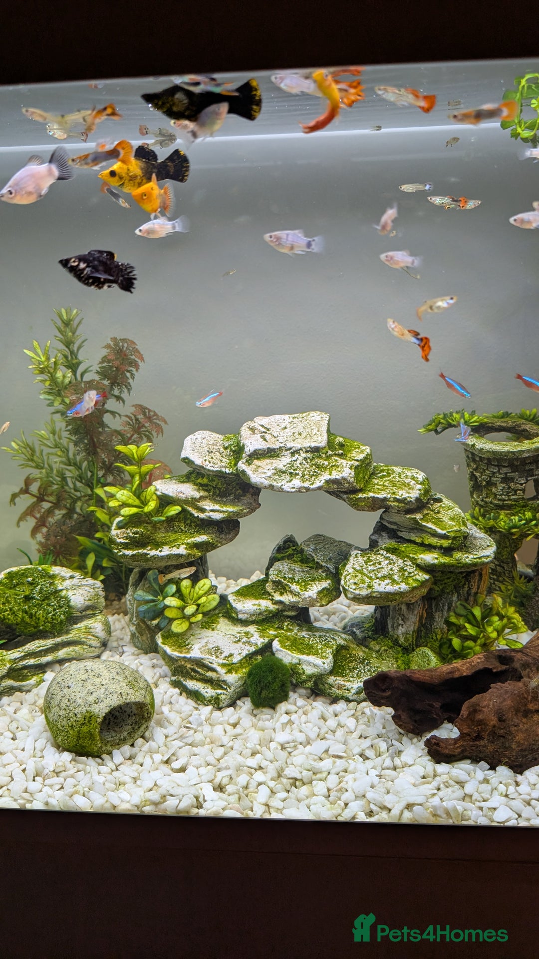 Other/Mixed Breed fish for sale: Various Fry for Sale Guppies / Mollies / Platties - Advert 2