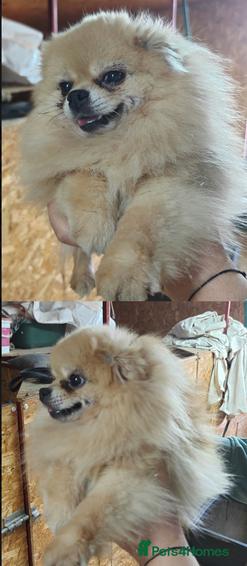 Pomeranian dogs 🐾 SILVIA – Female Miniature Pomeranian 🐾 - Advert 10