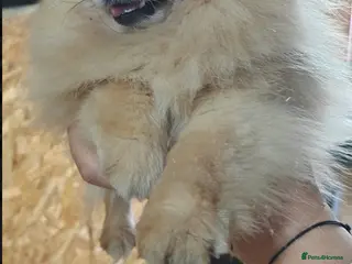Pomeranian dogs 🐾 SILVIA – Female Miniature Pomeranian 🐾 - Advert 10