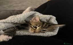 Domestic Shorthair cats for sale: Marley  - Image 3