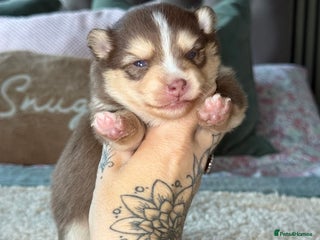 Pomsky dogs F3 Pomsky Puppies - ready 06/01/26 - Advert 3