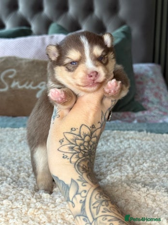 Pomsky dogs F3 Pomsky Puppies - ready 06/01/26 - Advert 1