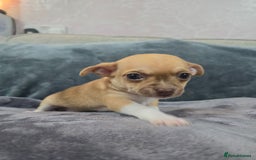 Chihuahua dogs for sale: Chihuahua pedigree pups. Not KC. - Image 23