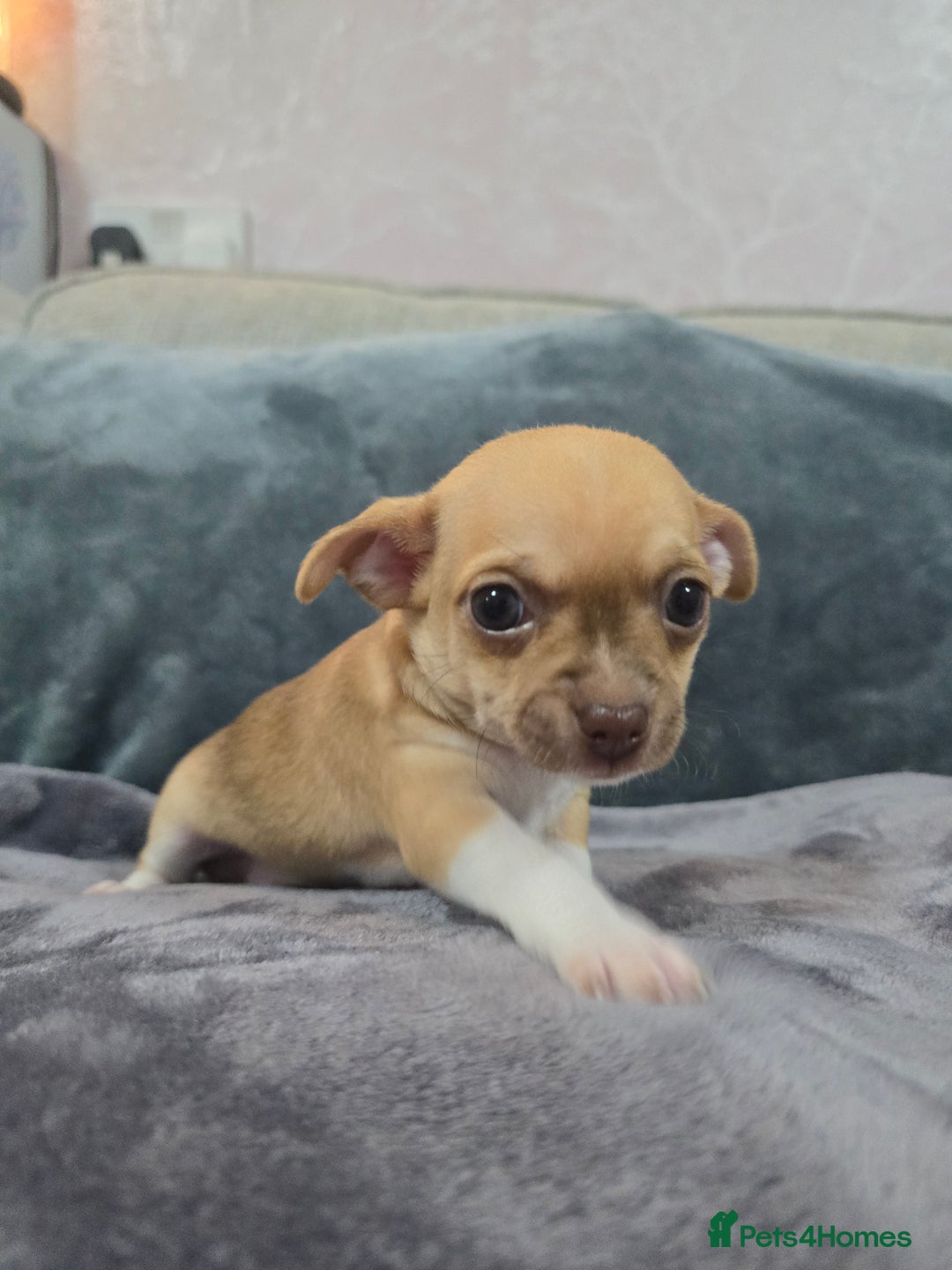 Chihuahua dogs for sale: Chihuahua pedigree pups. Not KC. - Image 23