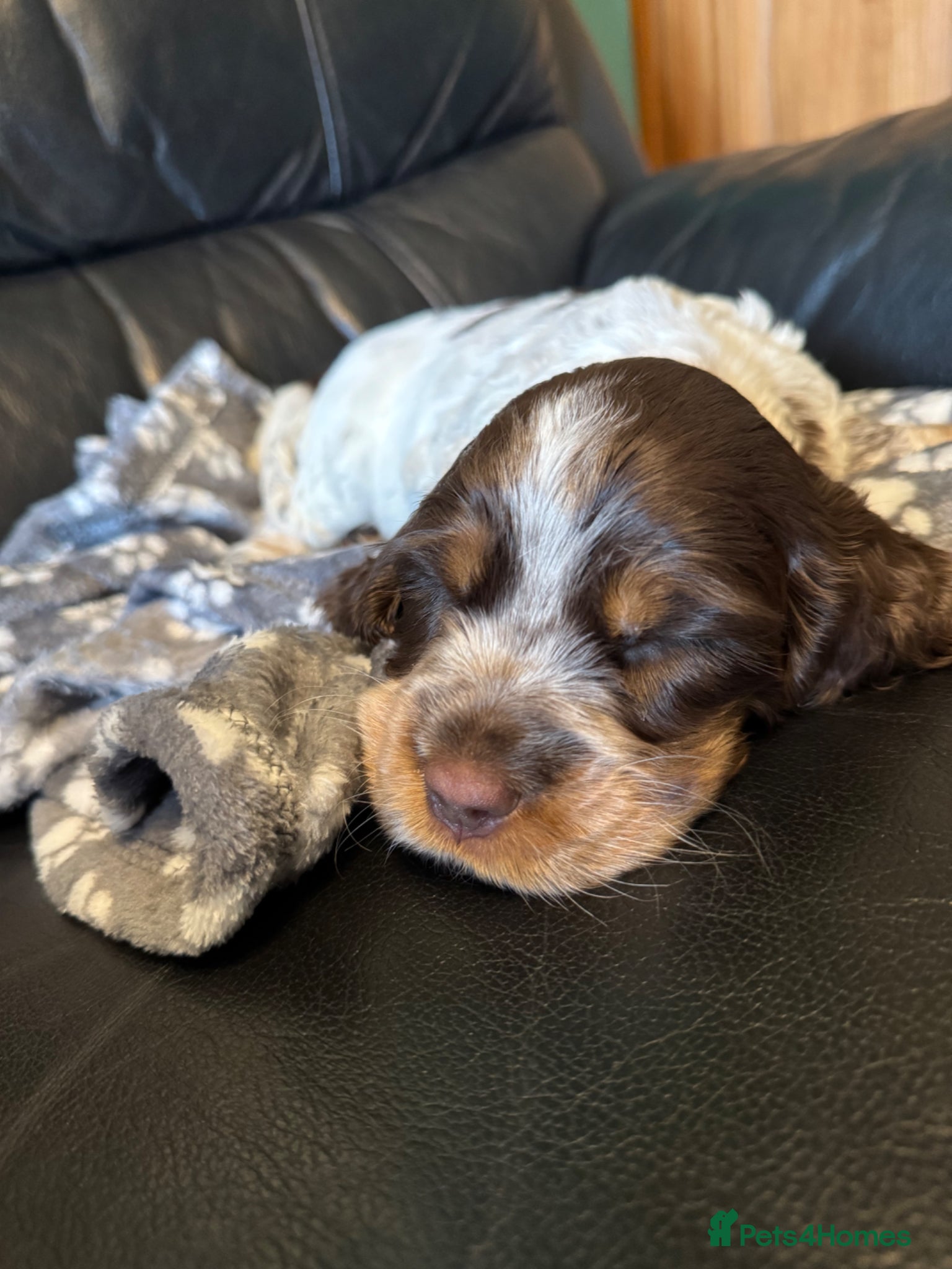 Cocker Spaniel dogs 6 cocker spaniel puppies  - Advert 7