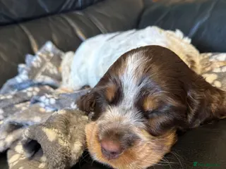 Cocker Spaniel dogs 6 cocker spaniel puppies - Advert 7