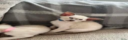 Siamese cats for sale: GCCF Registered Stunning Siamese Kittens  - Advert 16