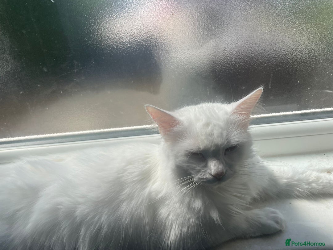 Turkish Angora cats for sale: Snowy Turkish Angora 2 years old female - Image 9