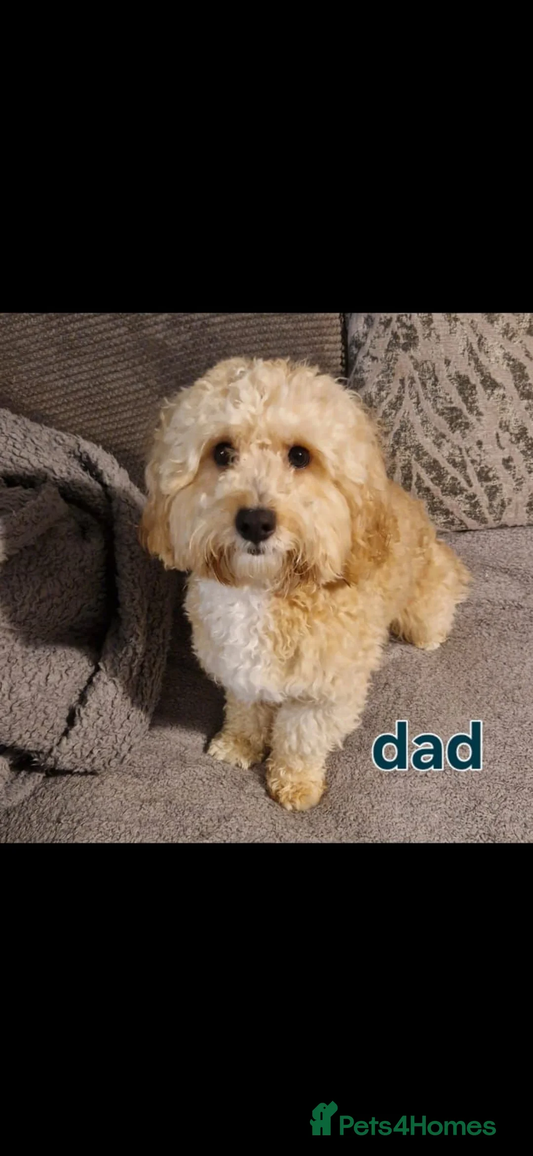 Cavapoochon dogs for sale: Cavapoochons in Bootle - Advert 15