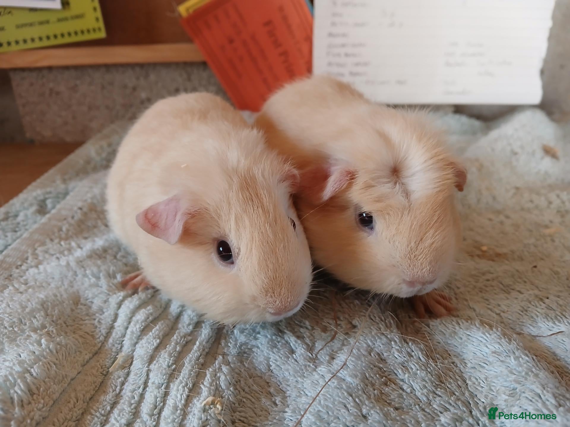 Guinea Pig rodents 2 male guinea pigs - Advert 2