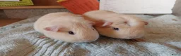 Guinea Pig rodents for sale: 2 male guinea pigs - Advert 1