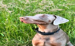 Dobermann dogs for sale: Selling our 2yr old male Doberman  - Advert 9