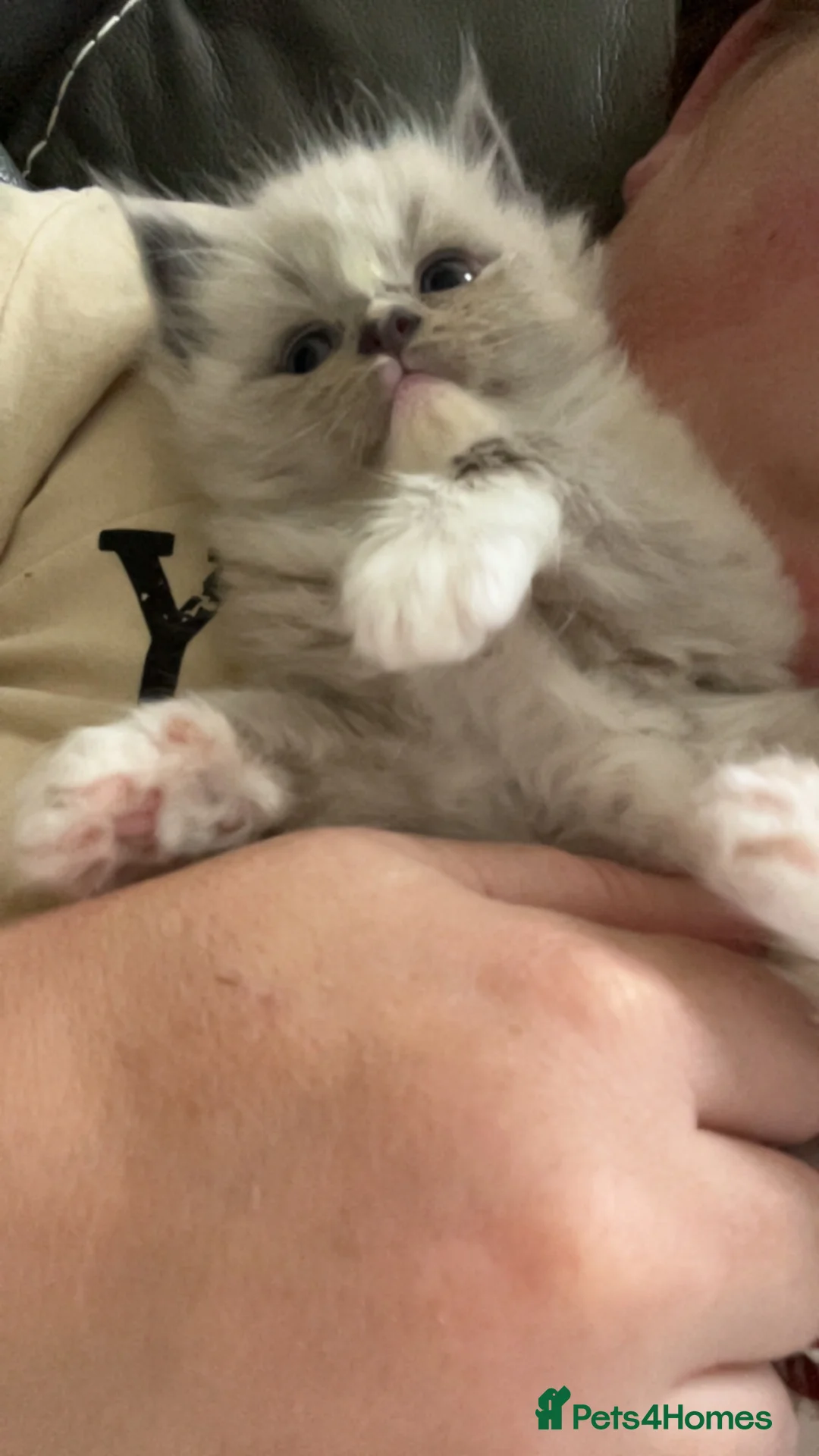 Ragdoll cats for sale: Fully Registered Ragdoll Kittens  - Advert 2