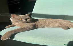 British Shorthair cats for sale: Adult British Shorthair for Sale - Image 9