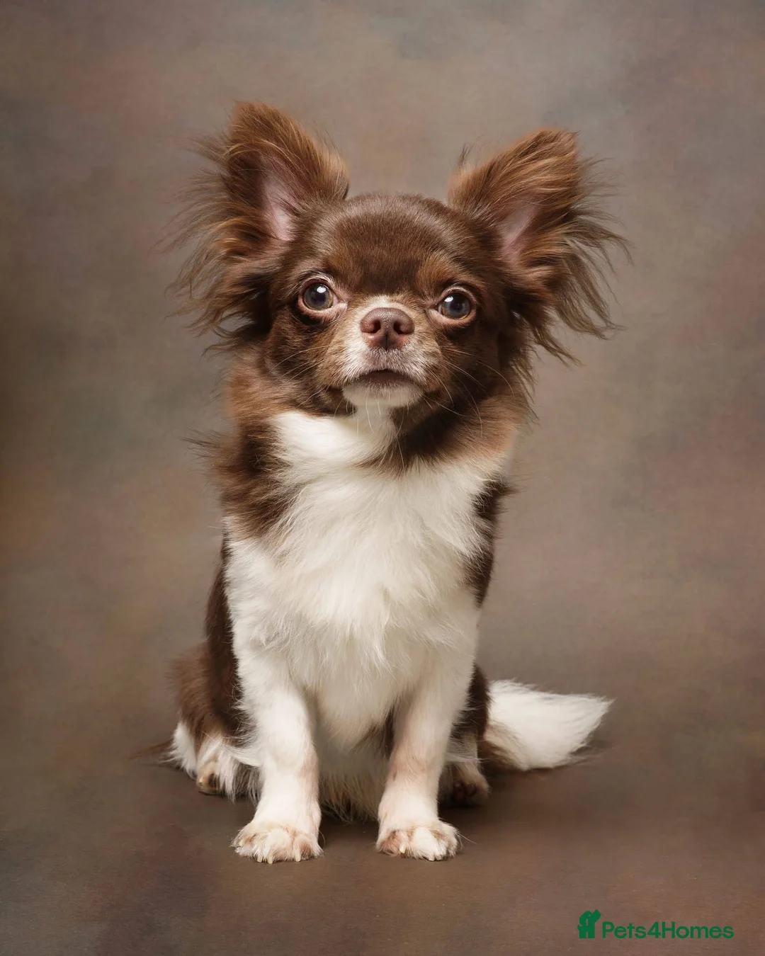 Chihuahua dogs for sale:     Beautiful KC Reg Chocolate Parti Male - Advert 2