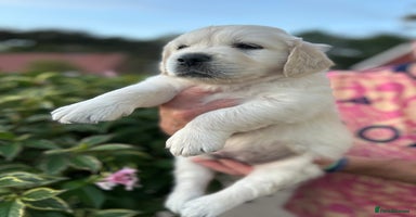Golden Retriever dogs - Advert 1