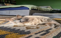 Ragdoll cats for sale: Beautiful kittens looking for their forever home - Image 15