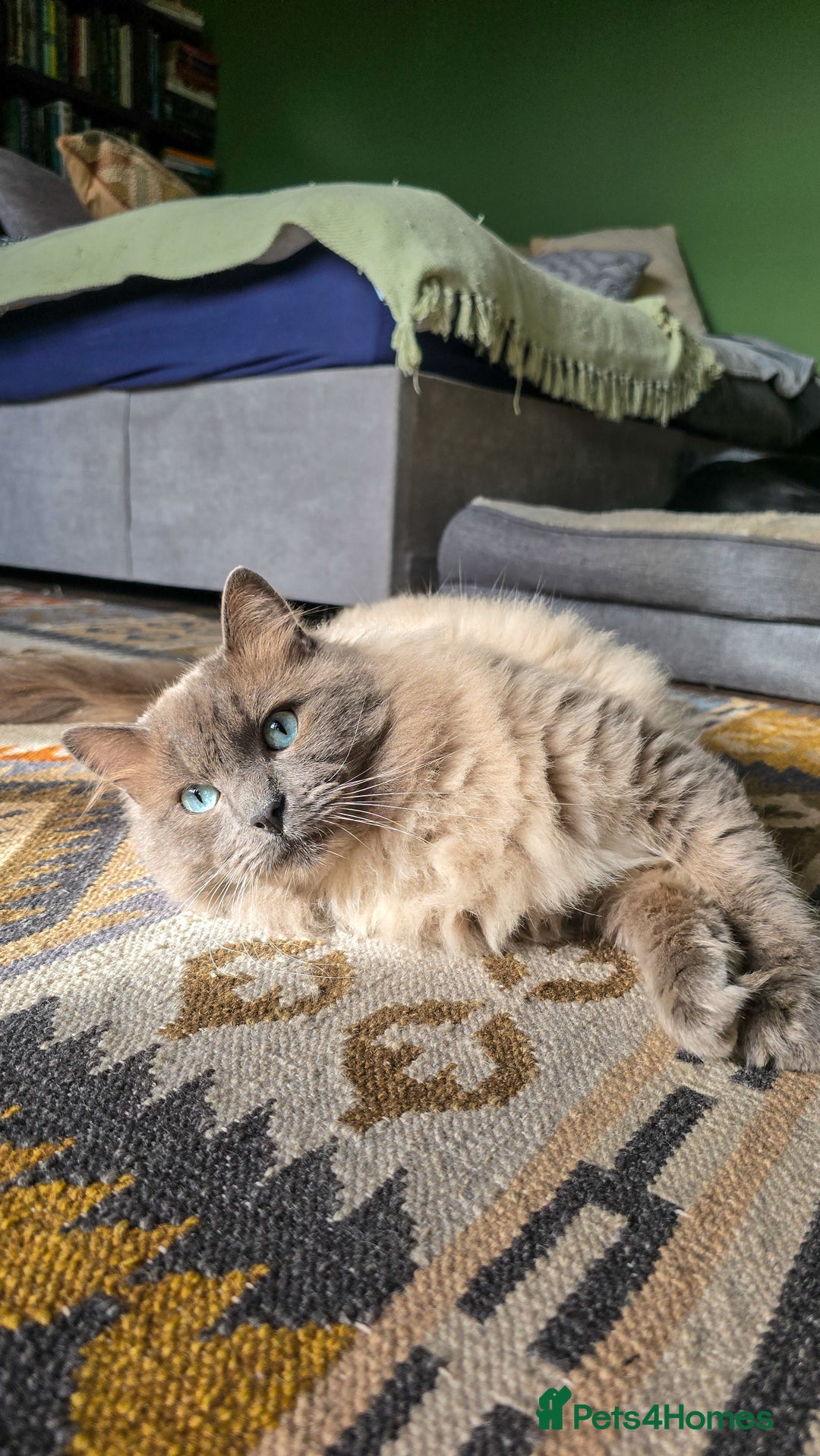 Ragdoll cats for sale: Beautiful kittens looking for their forever home - Image 15