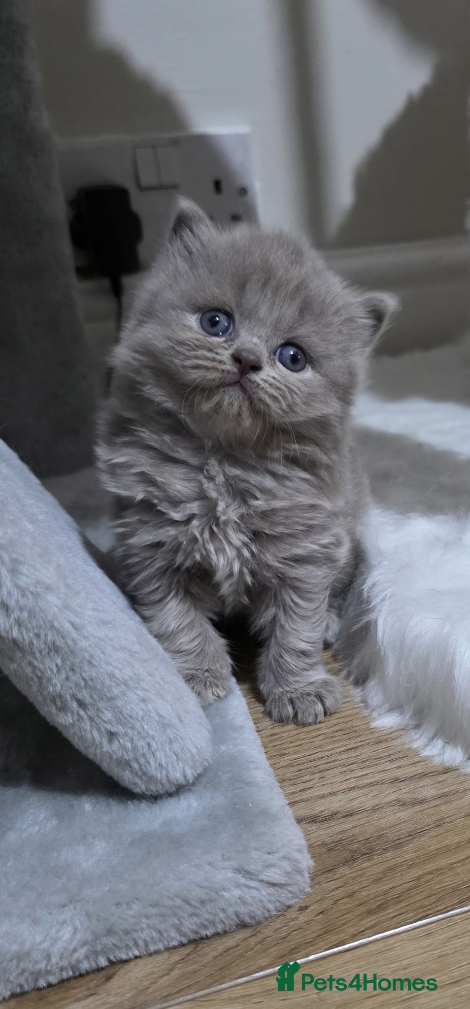 British Longhair cats Stunning Lilac GCCF British Longhair  - Advert 18