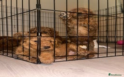 Labradoodle dogs for sale: 🐾AVAILABLE TO VIEW! - Fox Red Labradoodle Pups 🐾 - Image 17