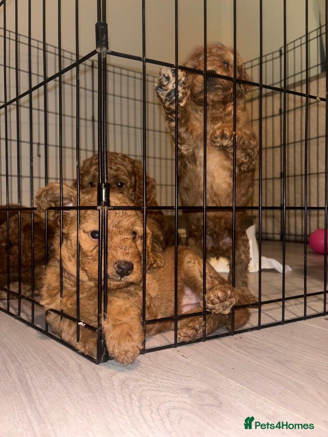 Labradoodle dogs for sale: 🐾AVAILABLE TO VIEW! - Fox Red Labradoodle Pups 🐾 - Image 17