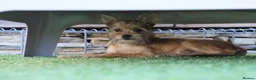 Mixed Breed dogs for adoption: Restful Little Rupert - Advert 15