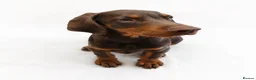 Dobermann dogs for sale: DOBERMAN PUPS CHAMPION BLOODLINES FULLY HEALTH   - Advert 3