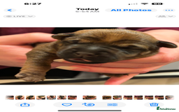 Mixed Breed dogs for sale: Beautiful patter dale x Lakeland terrier  - Image 27