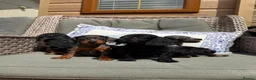 Doxiepoo dogs for sale: Miniature doxiepoo puppies (council licensed)  - Advert 17