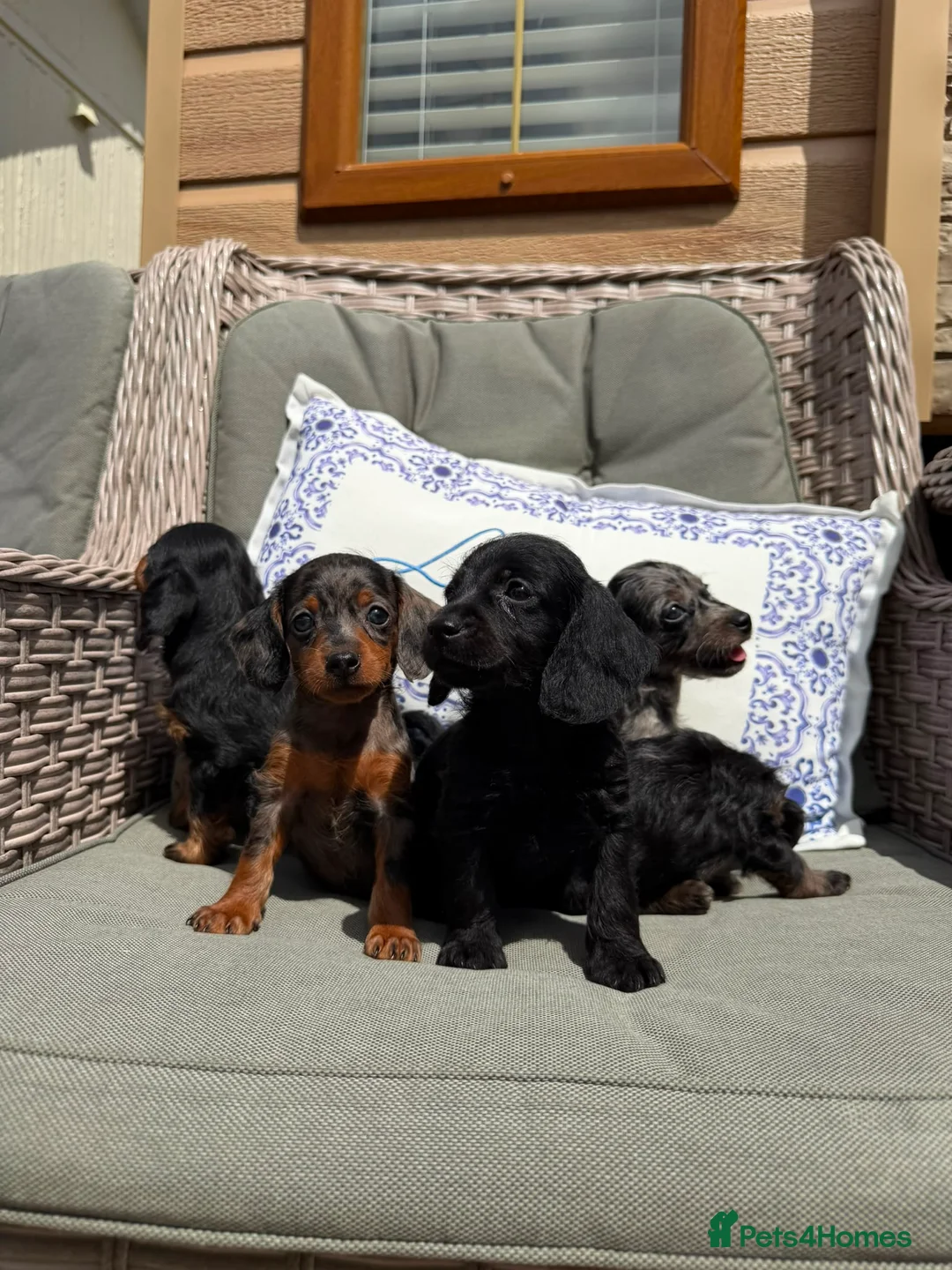 Doxiepoo dogs for sale: Miniature doxiepoo puppies (council licensed)  - Advert 17