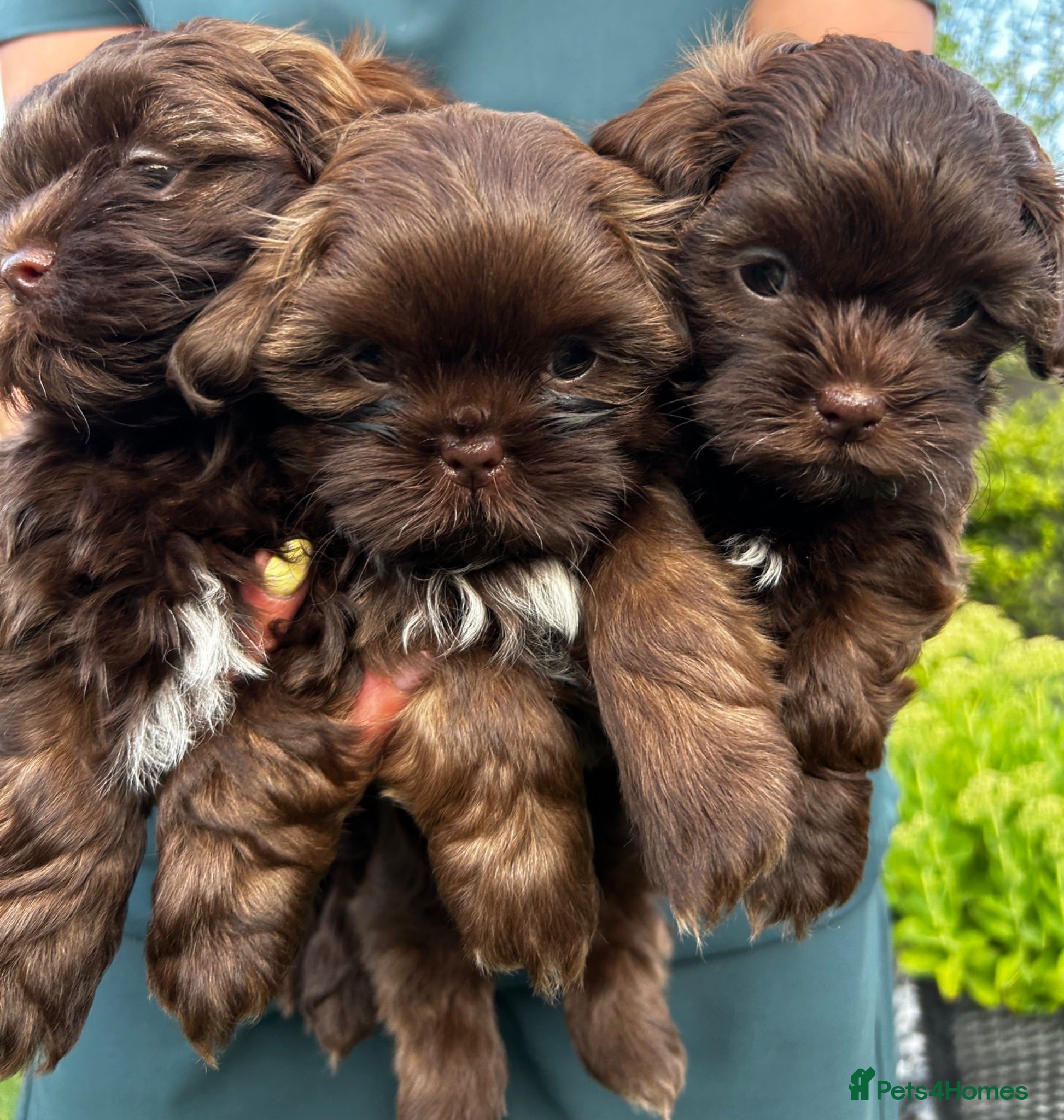 Shihpoo dogs Stunning 3/4 Imperial Shih Tzu x 1/4 Toy poodle - Advert 1