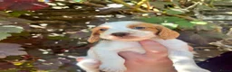 Cocker Spaniel dogs for sale: KC working cocker spaniel lemon roan - Advert 10