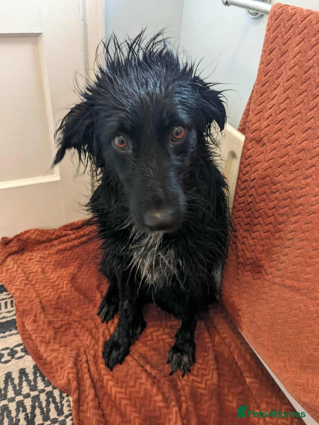 Mixed Breed dogs for adoption: TILLY (All black girl) - Advert 10