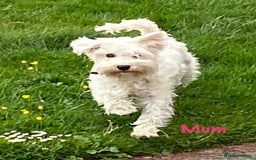 Miniature Schnauzer dogs for sale: Stunning KC Reg Miniature Schnauzers  - Image 5