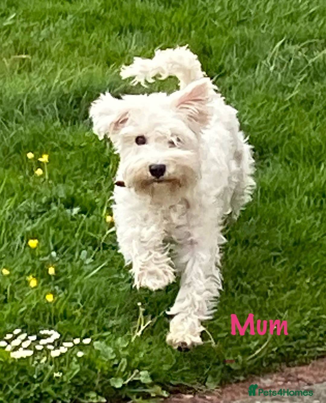Miniature Schnauzer dogs for sale: Stunning KC Reg Miniature Schnauzers  - Image 5