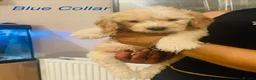 Cockapoo dogs for sale: Stunning litter of F1 cockapoo puppies  in Gravesend - Advert 23