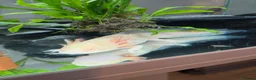 Axolotl reptiles for sale: Male and female axolotls  - Advert 1