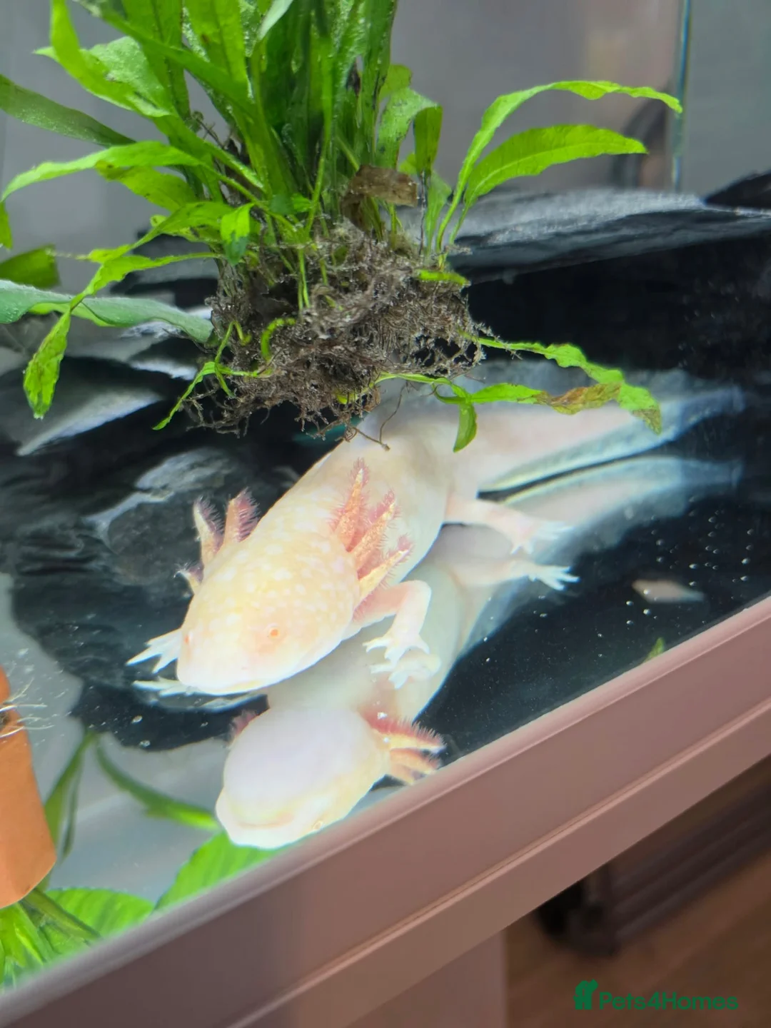 Axolotl reptiles for sale: Male and female axolotls  - Advert 1
