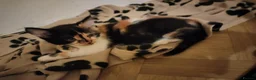Mixed Breed cats for sale: Beautiful kittens looking for forever homes  - Advert 27