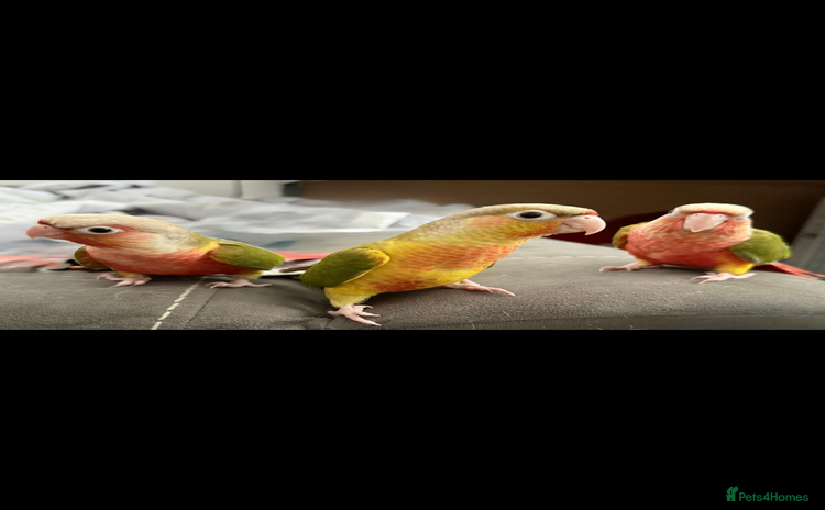 Conures birds - Advert 1