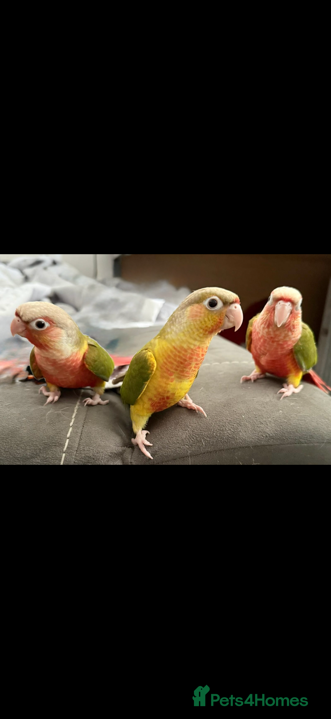 Conures birds for sale: Hand rear baby conures  - Image 1