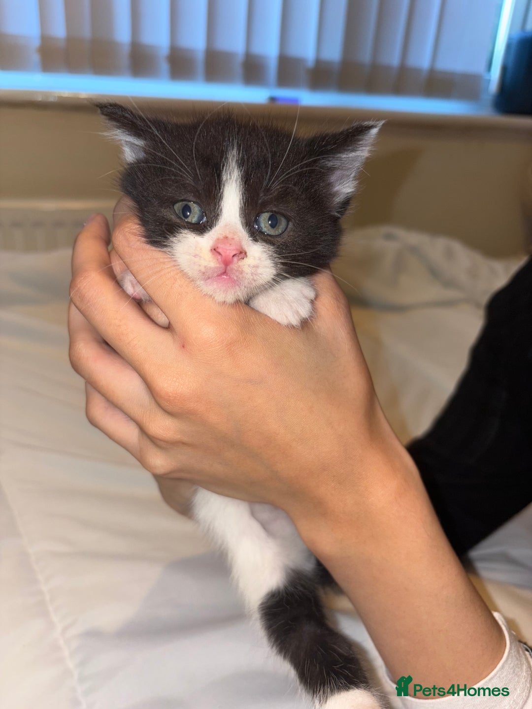 Domestic Shorthair cats for sale: Beautiful kittens for sale - Image 2