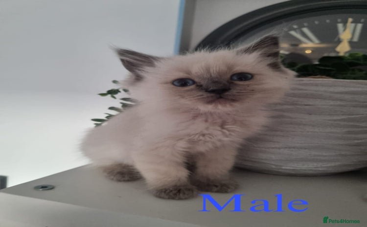 Ragdoll cats - Advert 1